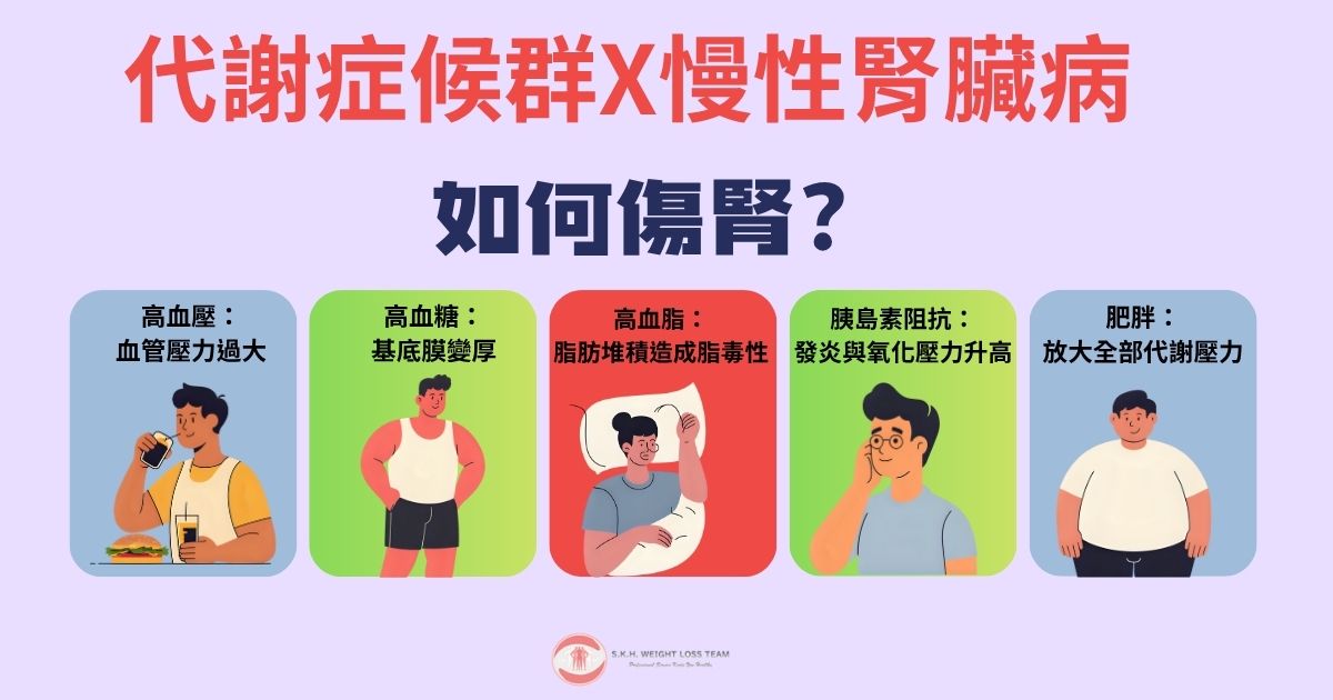 肥胖和慢性腎病的關聯|體重過重如何傷害腎臟 2 代謝症候群X慢性腎臟病